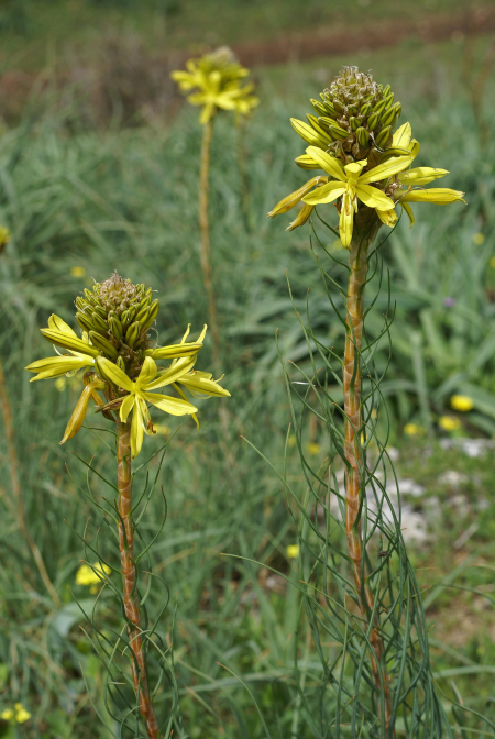 Gelber Affodil (Asphodeline lutea)